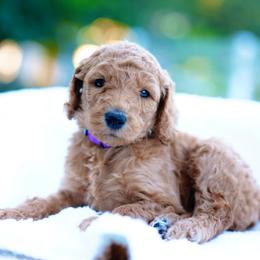 Honey - Red  female Goldendoodle puppy in Spokane, Washington from Puppy Love