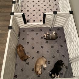 Pomsky Puppies from Blue Sky Pomsky