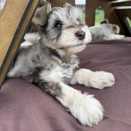 Miniature Schnauzer Puppies from Rooted Hearts Miniature Schnauzers
