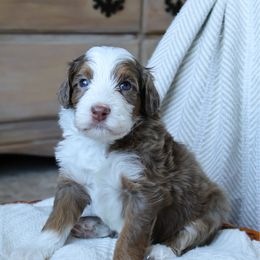 Moose - Merle male Goldendoodle puppy in Temecula, California from Temecula Creek Doodles