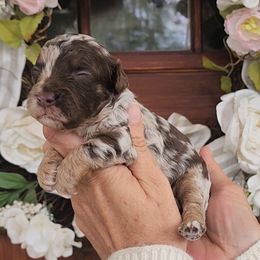 Havapoo puppies from Farquharson's Poodles&Doodles