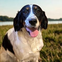 Zoey - English Springer Spaniel