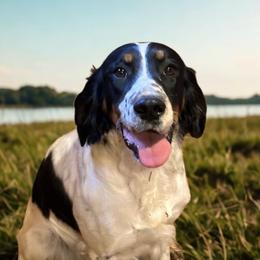 Zoey - English Springer Spaniel