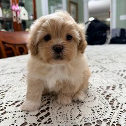Cupid - Gold and white male Shihpoo puppy in Whitehall 18052, Pennsylvania from Lilli’s Shih tzus and Shih poos