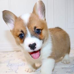 AKC Red ID Boy - Red male Pembroke Welsh Corgi puppy in Ash Flat, Arkansas from Arkansas Corgis