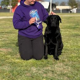 Goose - Black male Labrador Retriever puppy in Bishop, California from Lone Desert Labradors