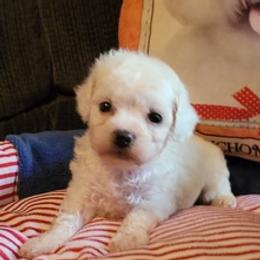 Bichon Frises from Bichon Frise Partnership