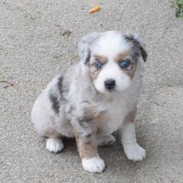 Girl 2 - Blue merle female Australian Shepherd puppy in Nebraska from Our Barn Aussies