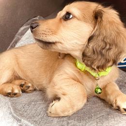 Dachshund Puppies from Northwest Dachshunds