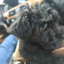 Miniature Schnauzer Puppies from Black Star Farm