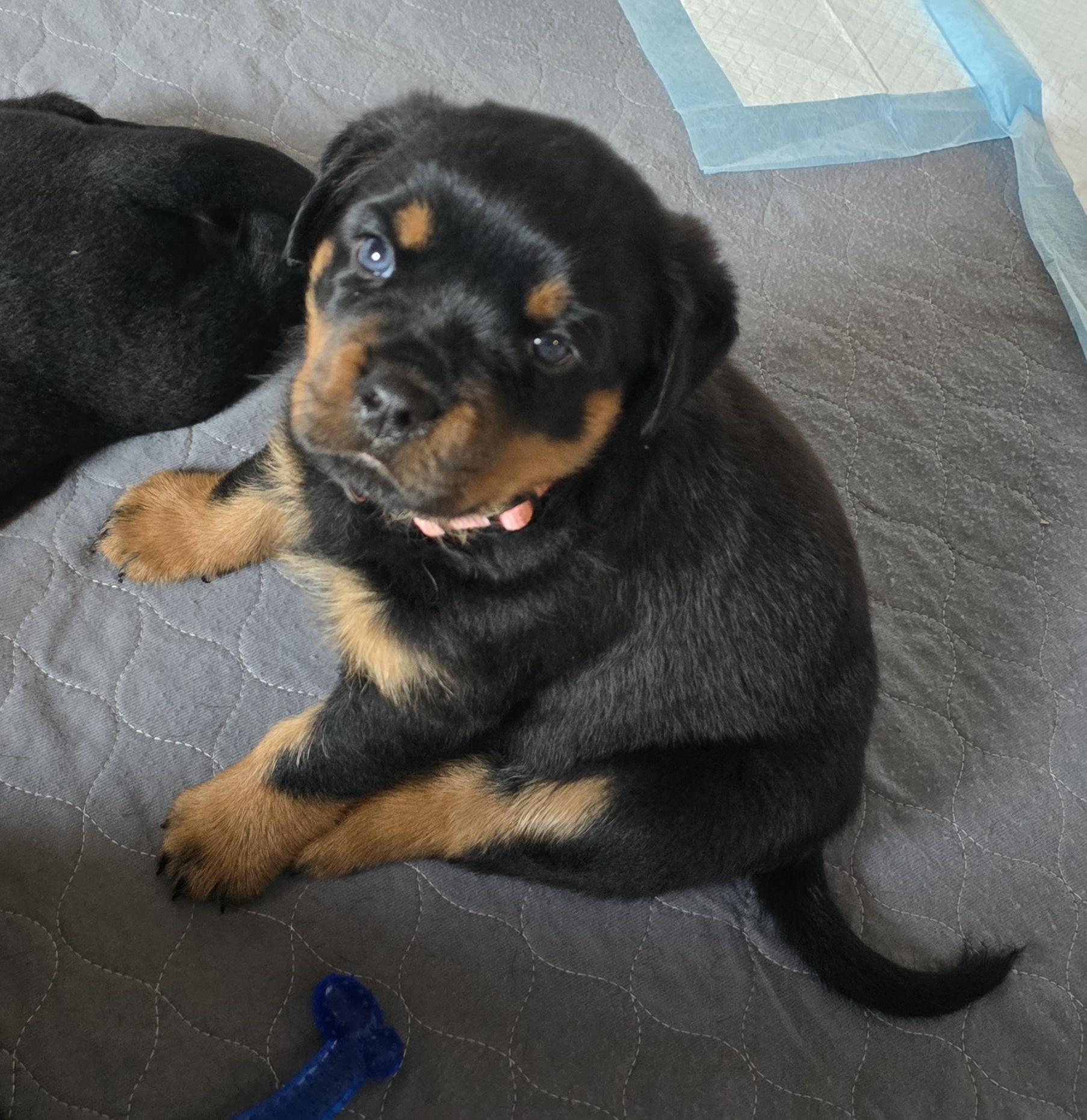 Vom Rottweiler Vom Peiffley Rottweilers, LLC in West Virginia | Rottweiler puppies ...