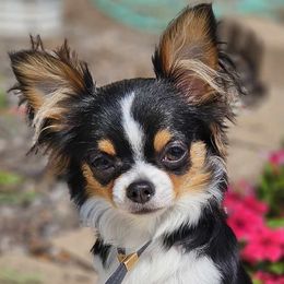 Chihuahuas from London Rouge Chihuahuas