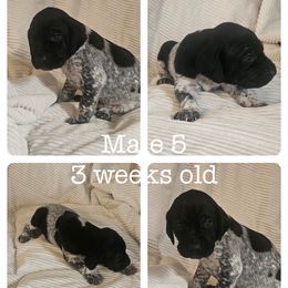 Male 5 - Black roan male German Shorthaired Pointer puppy in Oakland City, Indiana from Cox Family Farms