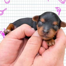 Saturday - Black and tan female Yorkipoo puppy in Coshocton, Ohio from Forever Family Puppies