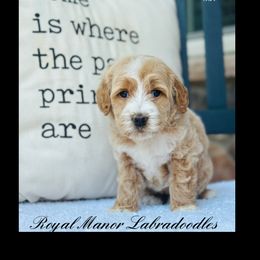 Girl 2 - Apricot female Australian Labradoodle puppy in Florence, New Jersey from Royal Manor Labradoodles
