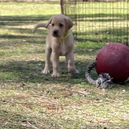 Labrador Retriever Puppies from Cajun Water Retrievers