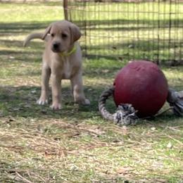 Labrador Retriever Puppies from Cajun Water Retrievers