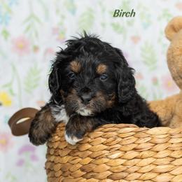 Boy 1 - Phantom male Bernedoodle puppy in St Joe, Indiana from Pawsh Bernedoodles