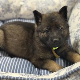 Ms yellow - Sable female German Shepherd puppy in Berlin, Wisconsin from Gypsy Miracle Kennels