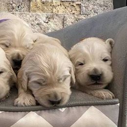 Golden Retrievers from Penny Farley's Golden Retrievers