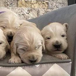 Golden Retrievers from Penny Farley's Golden Retrievers