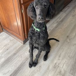 Bernedoodle and Poodle All Grown Up from Sweet Tea Kennels