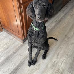 Bernedoodle and Poodle All Grown Up from Sweet Tea Kennels