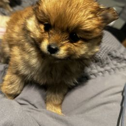 Pomeranian Puppies from Brandi’s Pomeranian Pups