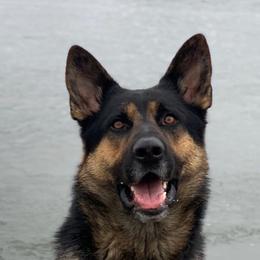 Remy - German Shepherd