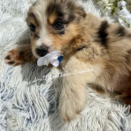 Australian Shepherd Puppies from Smith Southern Aussies