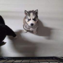Sasha - Sable and white female Siberian Husky puppy in Buckeye, Arizona from Anime Huskies