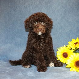 Poodle Puppies from 'Capon Cuties