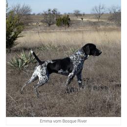 Emma - German Shorthaired Pointer