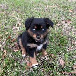 Joy - female Miniature Australian Shepherd puppy in Lumberton, Mississippi from Talowah Aussies