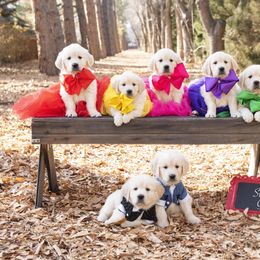 German Shepherd and Golden Retriever Puppies from Sweetheart Therapy Dogs LLC