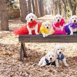 German Shepherd and Golden Retriever Puppies from Sweetheart Therapy Dogs LLC