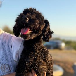 Cookie - Poodle
