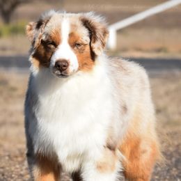 Rico - Miniature American Shepherd