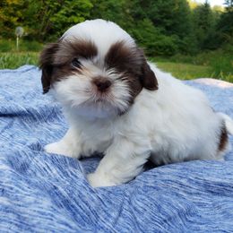 Shih Tzu Puppies from Garrard Creek Shih Tzus