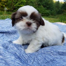 Shih Tzu Puppies from Garrard Creek Shih Tzus