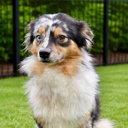 Tehya - Miniature Australian Shepherd