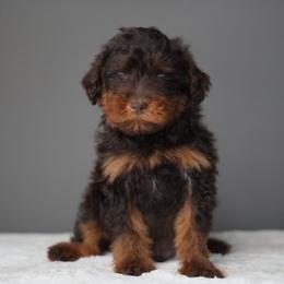 Theodore - Brown male Schnoodle puppy in Caldwell, Idaho from Boise Doodle Co.