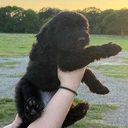 Moon - female Aussiedoodle puppy in Yantis, Texas from Marie Mini Aussies
