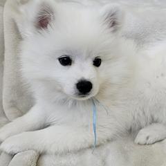 American Eskimo Dog Puppies from SoCal American Eskimos