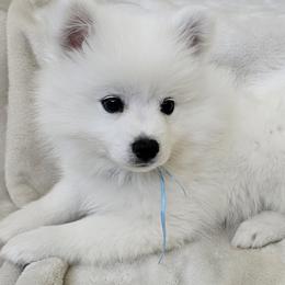 American Eskimo Dog Puppies from SoCal American Eskimos