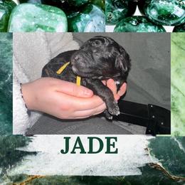 Jade - Black female Goldendoodle puppy in Prosperity, Pennsylvania from Stelladoodles & Company
