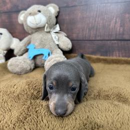 Dachshund Puppies from Harrison Farm