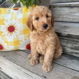 Yellow - Apricot male Goldendoodle puppy in Seguin, Texas from Dude Ranch Doodles