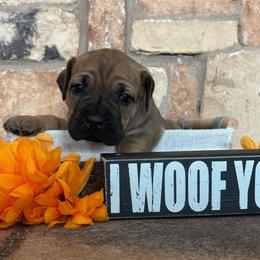 Pink collar - Red female Cane Corso puppy in Tucson, Arizona from Cane Corso Friends