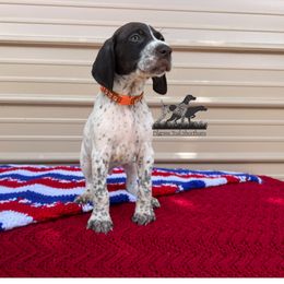 German Shorthaired Pointer and Vizsla Puppies from Pilgrims Trails Shorthairs